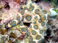 Blue-ringed Octopus