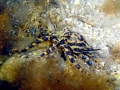 Blue-ringed Octopus