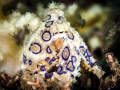 Blue-ringed Octopus