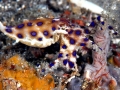 Blue-ringed Octopus