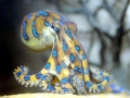 Blue-ringed Octopus