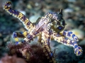 Blue-ringed Octopus