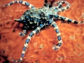 Blue-ringed Octopus