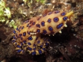 Blue-ringed Octopus