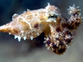 Blue-ringed Octopus