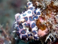 Blue-ringed Octopus