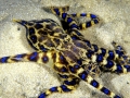 Blue-ringed Octopus
