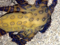 Blue-ringed Octopus