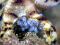 Blue-ringed Octopus