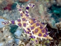 Blue-ringed Octopus