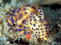 Blue-ringed Octopus