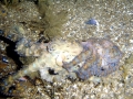 Blue-ringed Octopus