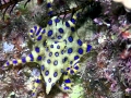 Blue-ringed Octopus