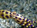 Blue-ringed Octopus