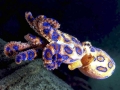 Blue-ringed Octopus