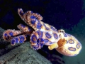 Blue-ringed Octopus