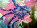 Blue-ringed Octopus