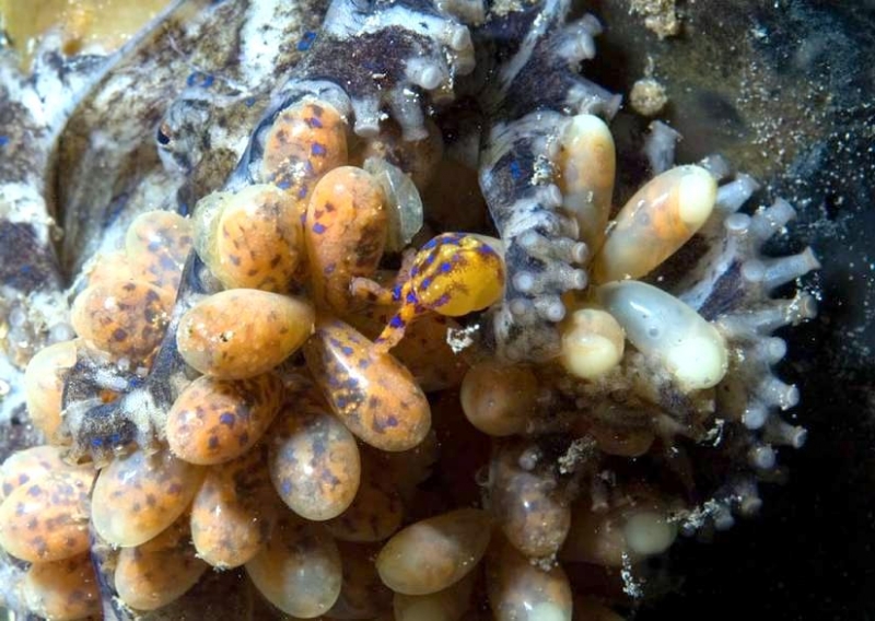 Blue-ringed Octopus