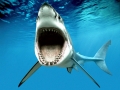 Blue Shark
