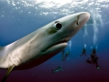 Blue Shark