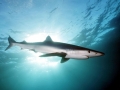 Blue Shark