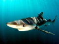 Blue Shark