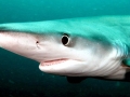 Blue Shark