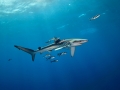 Blue Shark