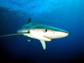 Blue Shark