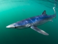 Blue Shark