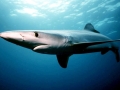 Blue Shark