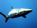 Blue Shark