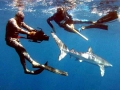 Blue Shark