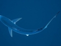 Blue Shark