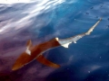 Blue Shark