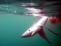 Blue Shark