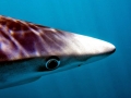 Blue Shark