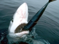 Blue Shark