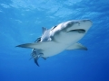 Blue Shark