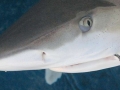 Blue Shark