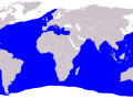 Blue Shark