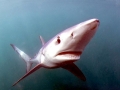 Blue Shark