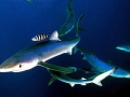 Blue Shark