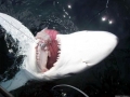 Blue Shark