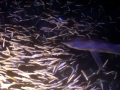 Blue Shark