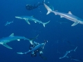 Blue Shark
