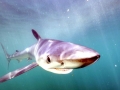 Blue Shark