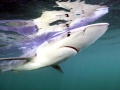 Blue Shark