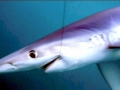 Blue Shark