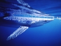 Blue Shark